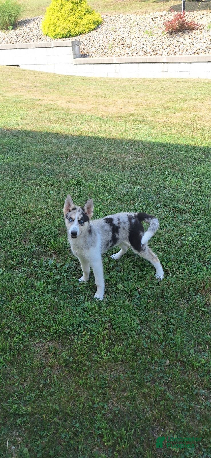 Gerberian Shepsky dogs Princess - Ad 1