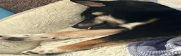 Shiba Inu dogs for sale: Shiba Inu 1 - Ad 3