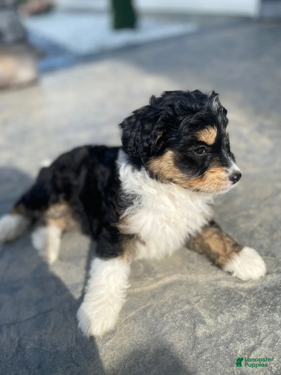 Mini Aussiedoodle dogs for sale: Kyler - Ad 6