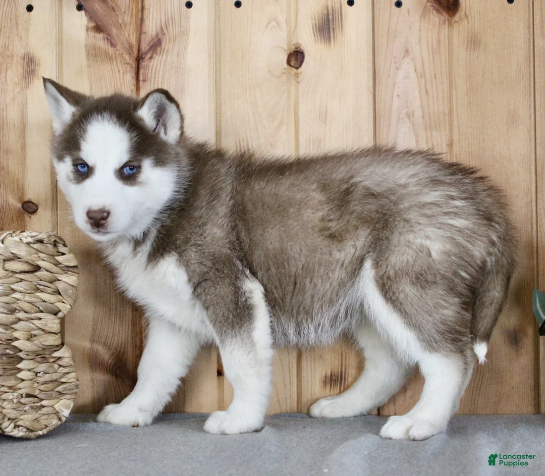 Siberian Husky dogs for sale: Nova - Ad 7
