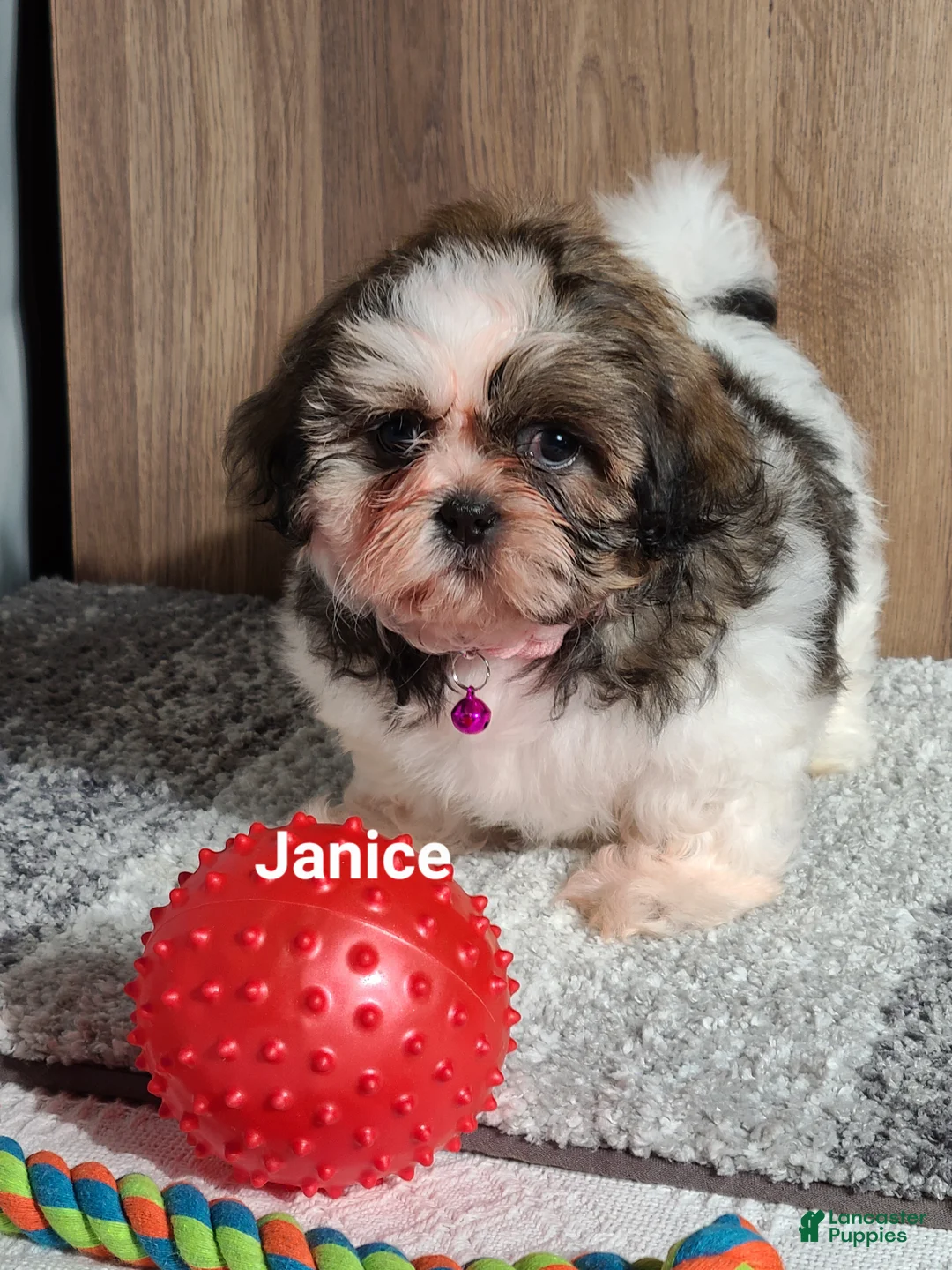 Shih Tzu dogs for sale: Janice  - Ad 2