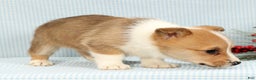 Welsh Corgi Pembroke dogs for sale: Archie - Ad 3