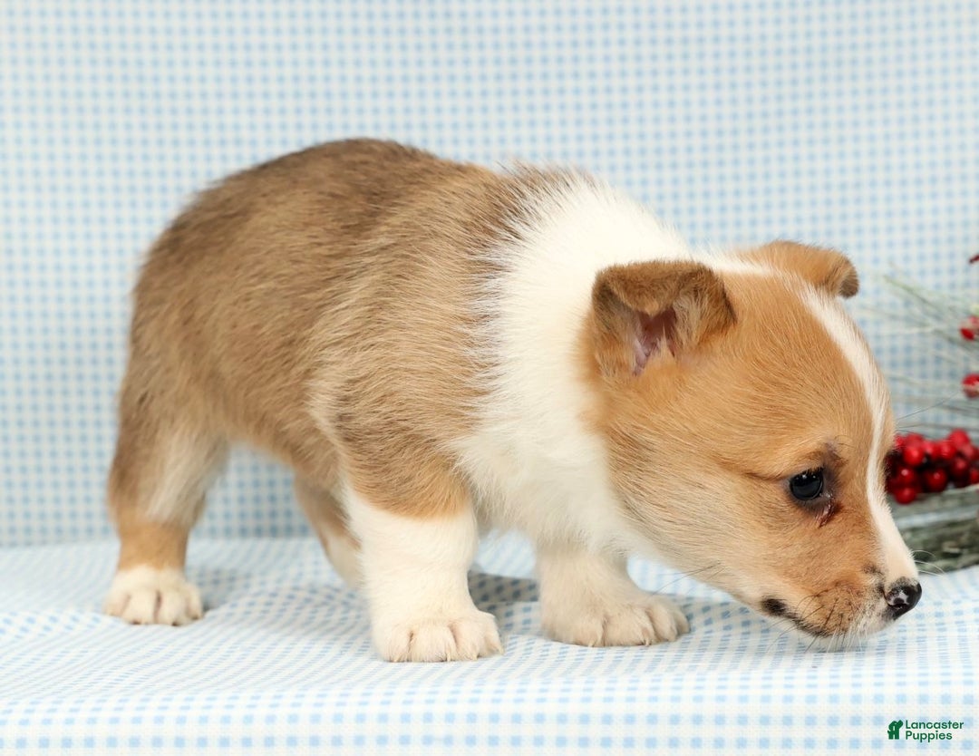 Welsh Corgi Pembroke dogs for sale: Archie - Ad 3