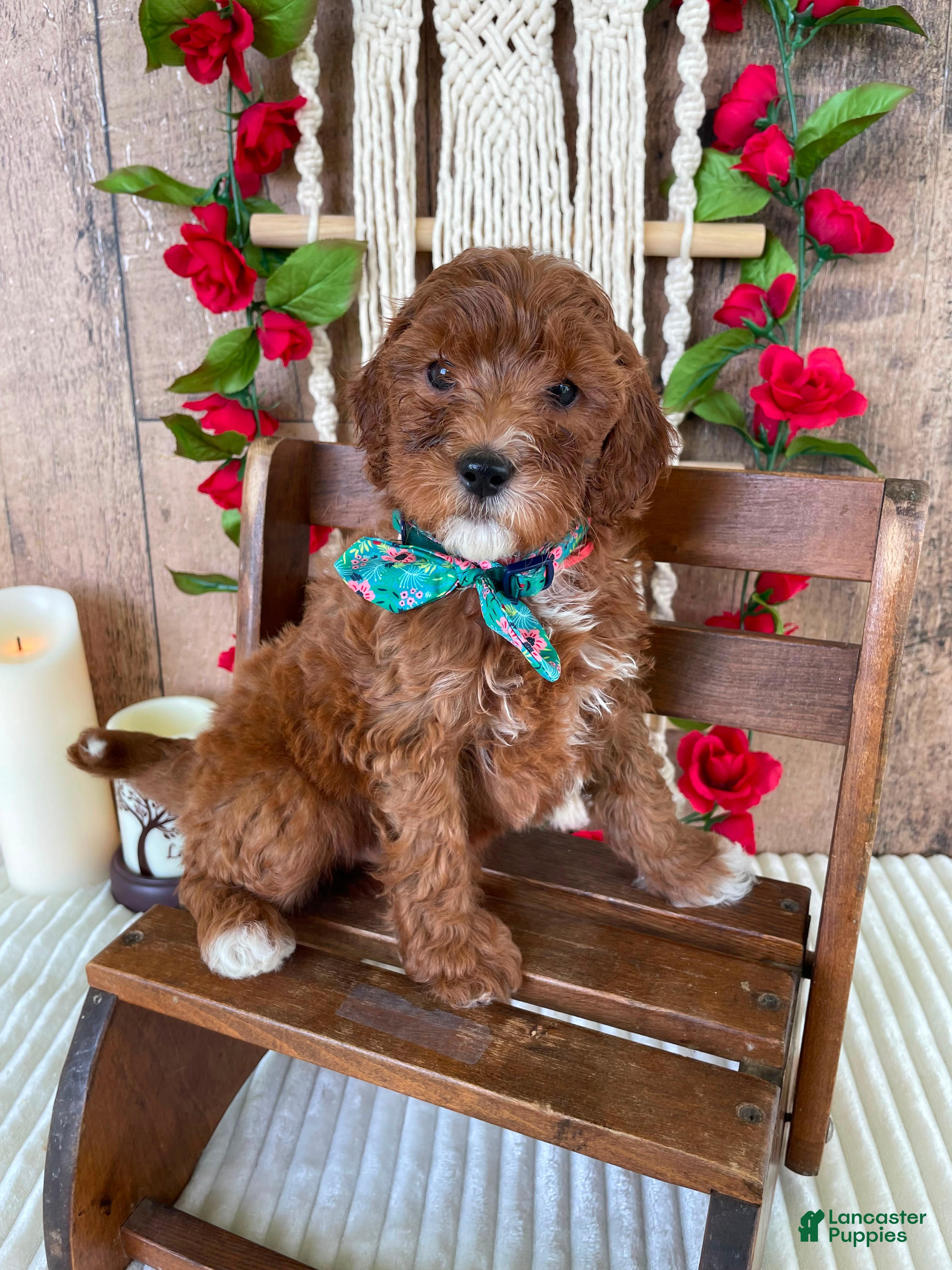 Mini Goldendoodle dogs Mr. Jayden - Ad 12