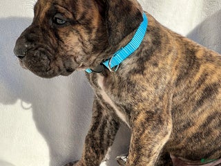 Great Dane dogs - Ad 39