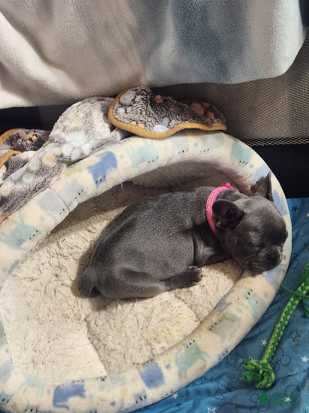 French Bulldog dogs for sale: French Bulldog Edith  - Ad 3