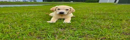 Labrador Retriever dogs for sale: Nova - Ad 4