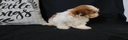 Shih Tzu dogs for sale: Buddy - Ad 12