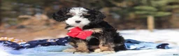 Mini Bernedoodle dogs for sale: Liam - Ad 3