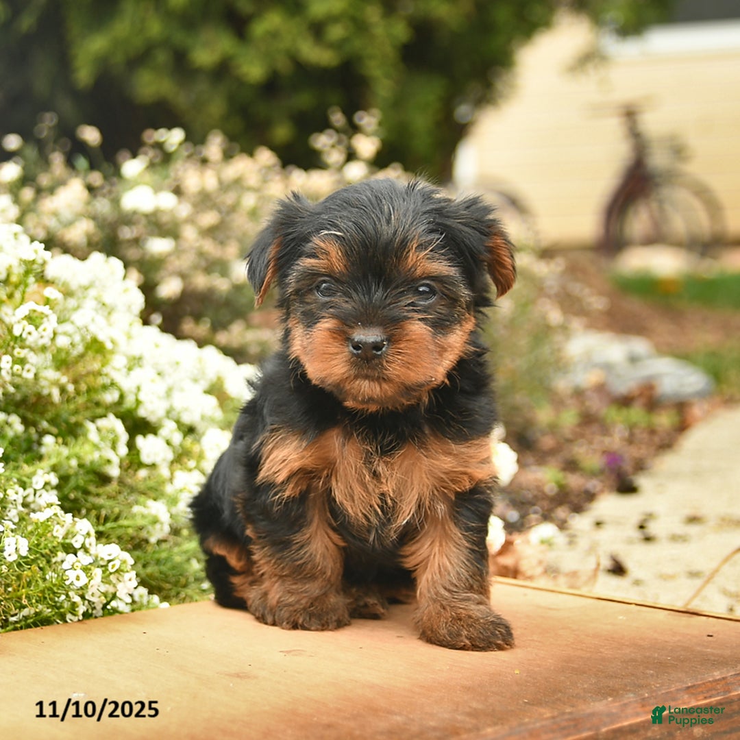 Yorkshire Terrier dogs for sale: Lexi  - Ad 3