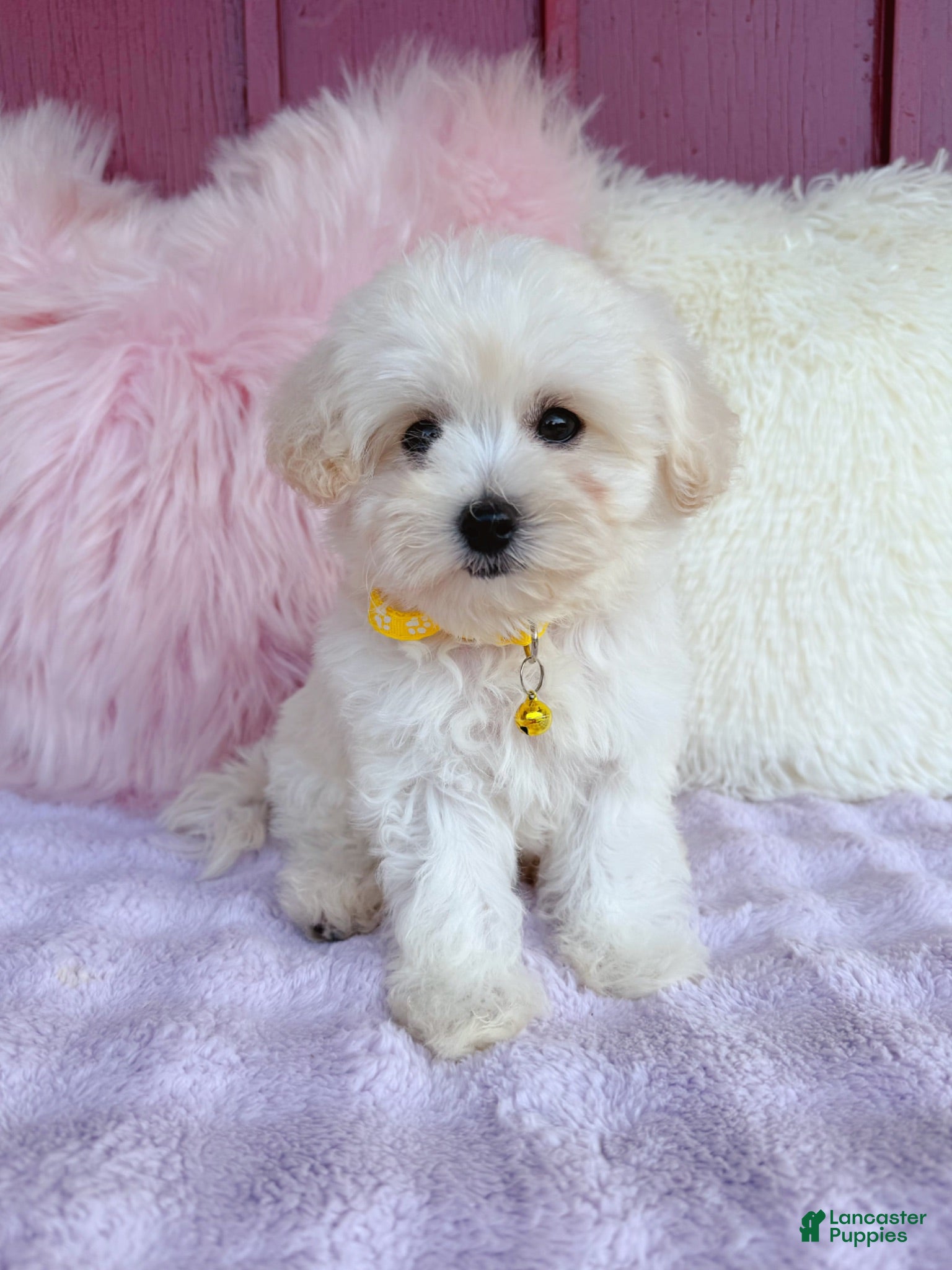 Maltipoo dogs 💛 Fluffy 💛 - Ad 39