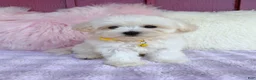 Maltipoo dogs for sale: 💛 Fluffy 💛 - Ad 1