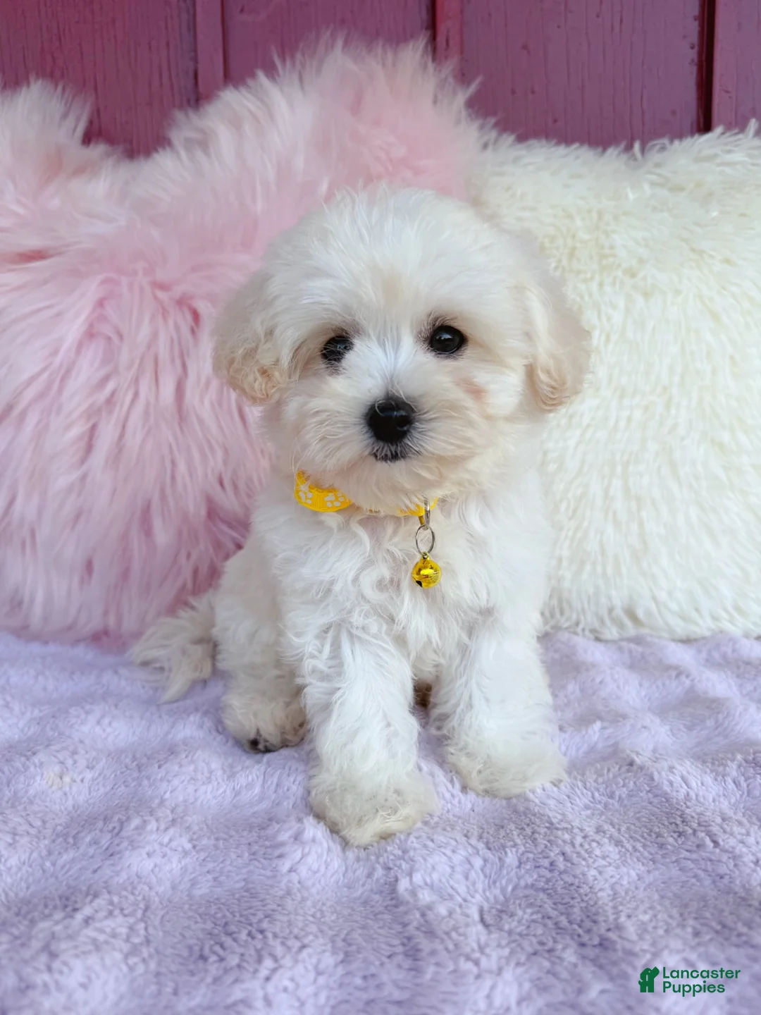 Maltipoo dogs for sale: 💛 Fluffy 💛 - Ad 1