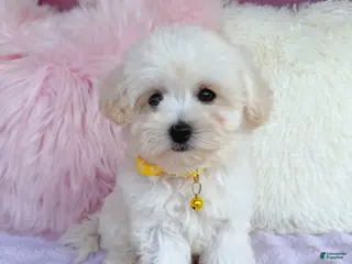 Maltipoo dogs 💛 Fluffy 💛 - Ad 39