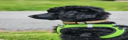 Standard Poodle dogs for sale: Standard Poodle Puppy  - Ad 6