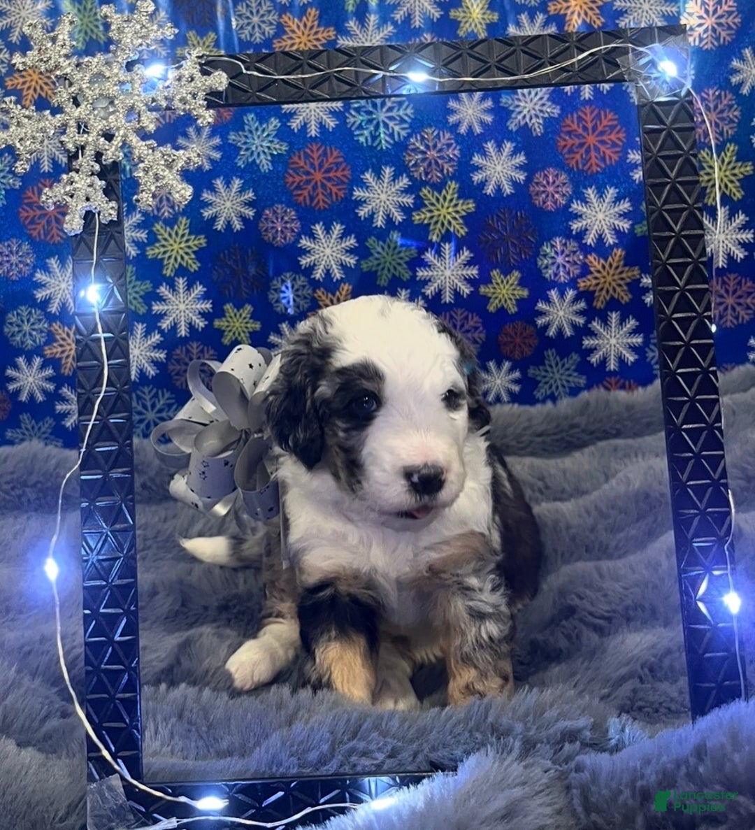 Bernedoodle dogs for sale: Rena  - Ad 2