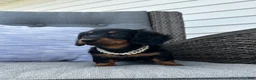 Miniature Dachshund dogs for sale: Lucy - Ad 2