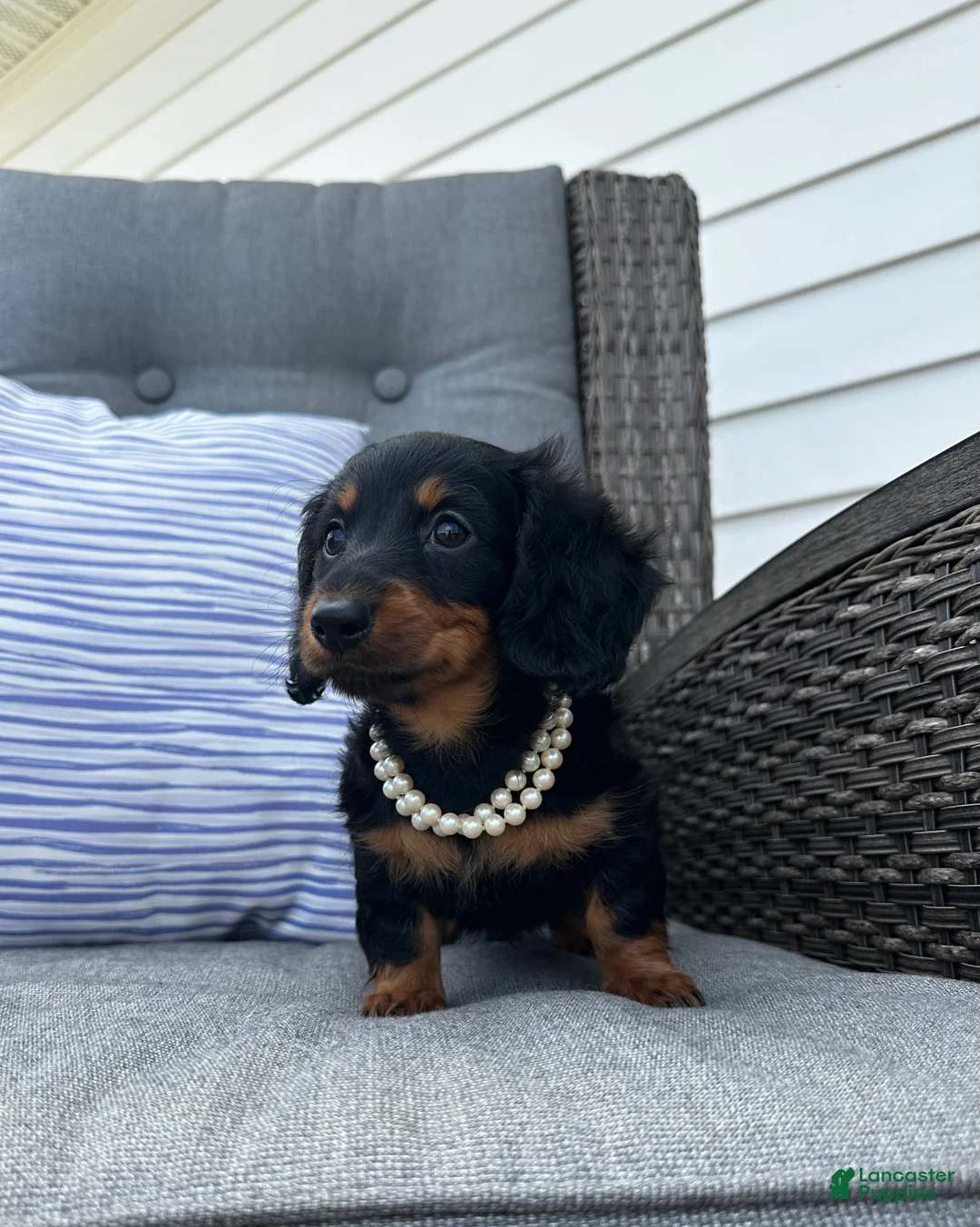 Miniature Dachshund dogs for sale: Lucy - Ad 2