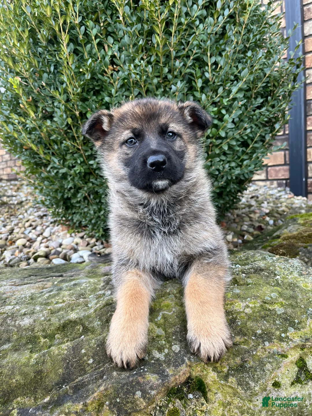 German Shepherd dogs for sale: Paris - Ad 5