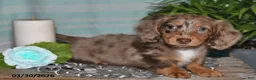Miniature Dachshund dogs for sale: Cheyenne - Ad 5