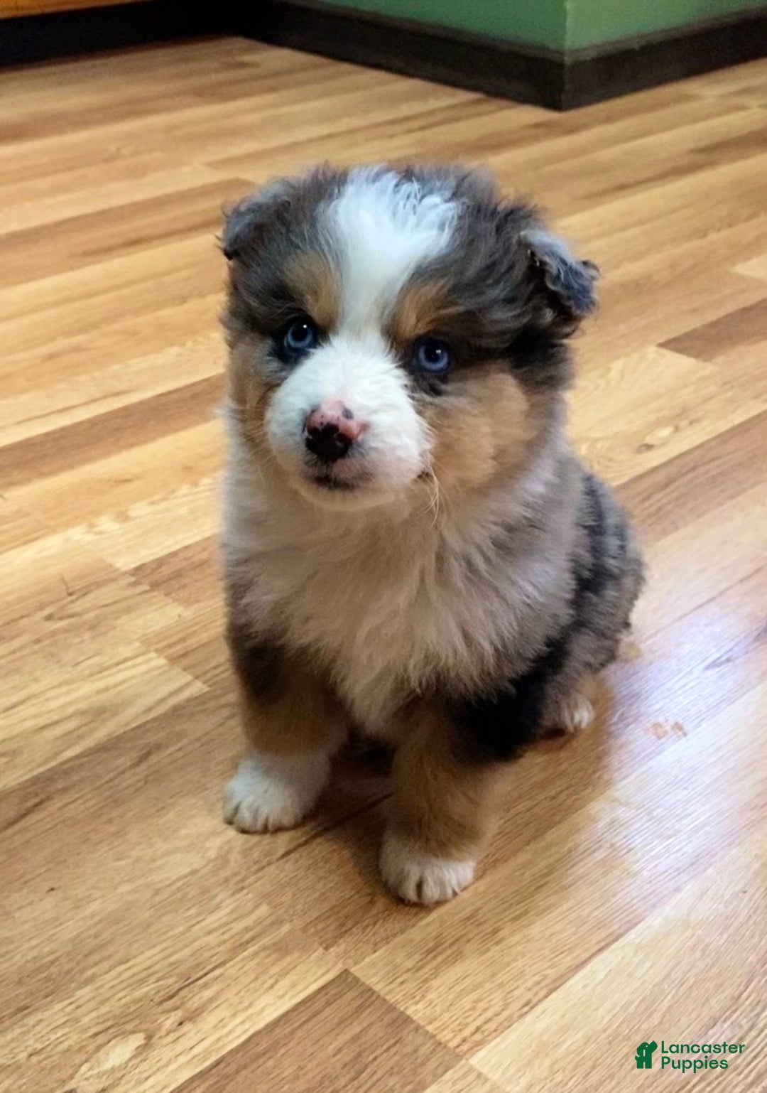 Australian Shepherd dogs for sale: Briggs - Ad 1