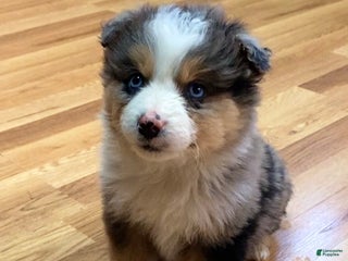 Australian Shepherd dogs for sale: Briggs - Ad 1