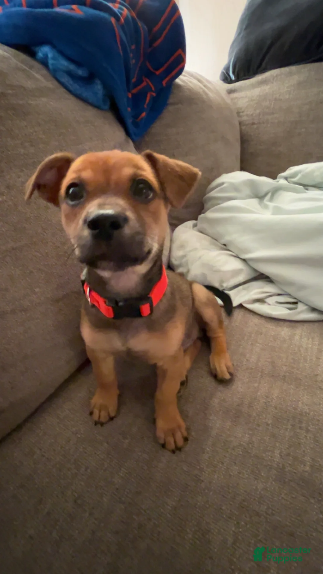 Jack Chi dogs for sale: Cugo  - Ad 2