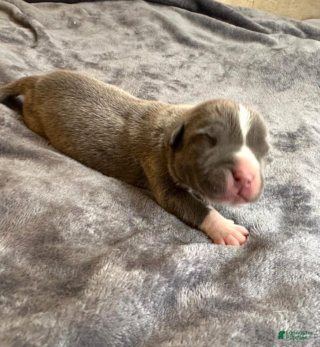 American Bully dogs for sale: "ICE CUBE" - Ad 10