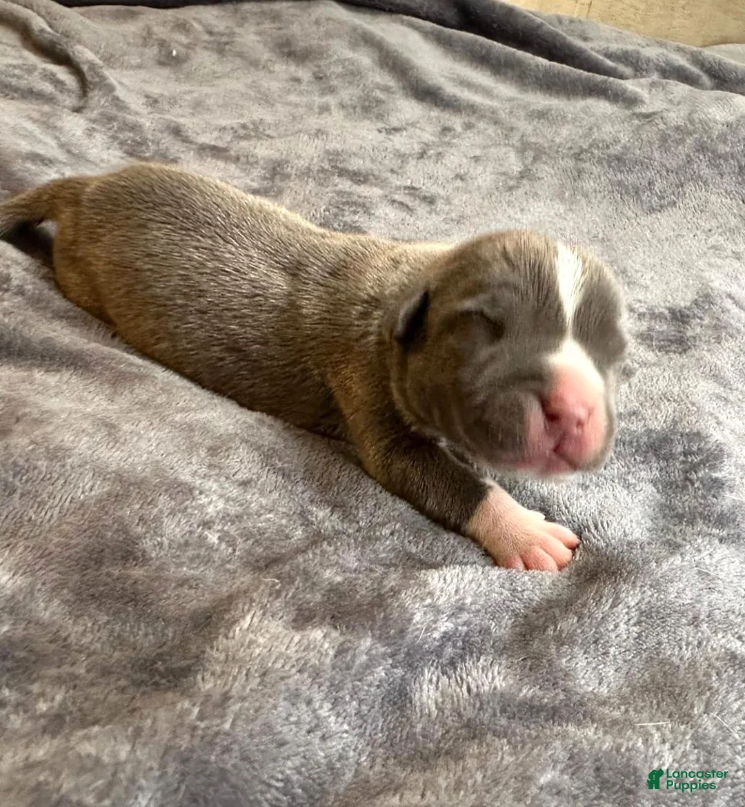 American Bully dogs for sale: "ICE CUBE" - Ad 10