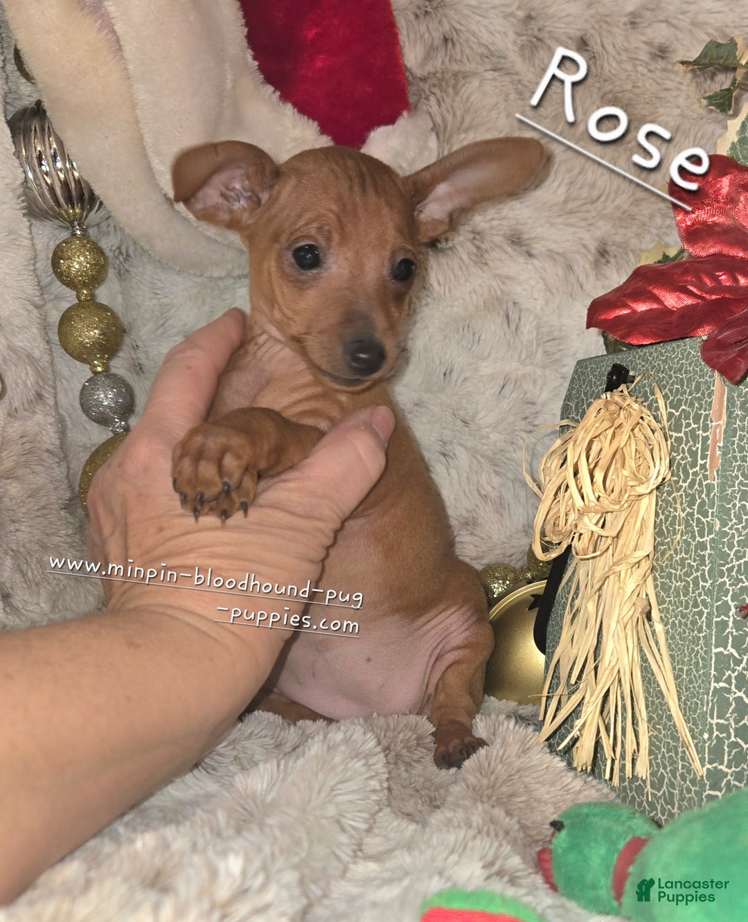 Miniature Pinscher dogs for sale: Rose red - Ad 2