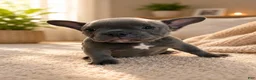 American Bully dogs for sale: Haze - Ad 1