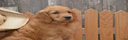 Goldendoodle dogs for sale: Bently - Ad 6