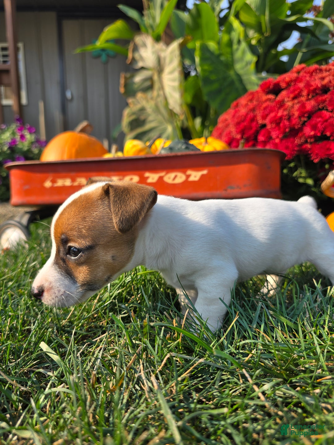 Jack Russell Terrier dogs for sale: Sugar - Ad 5