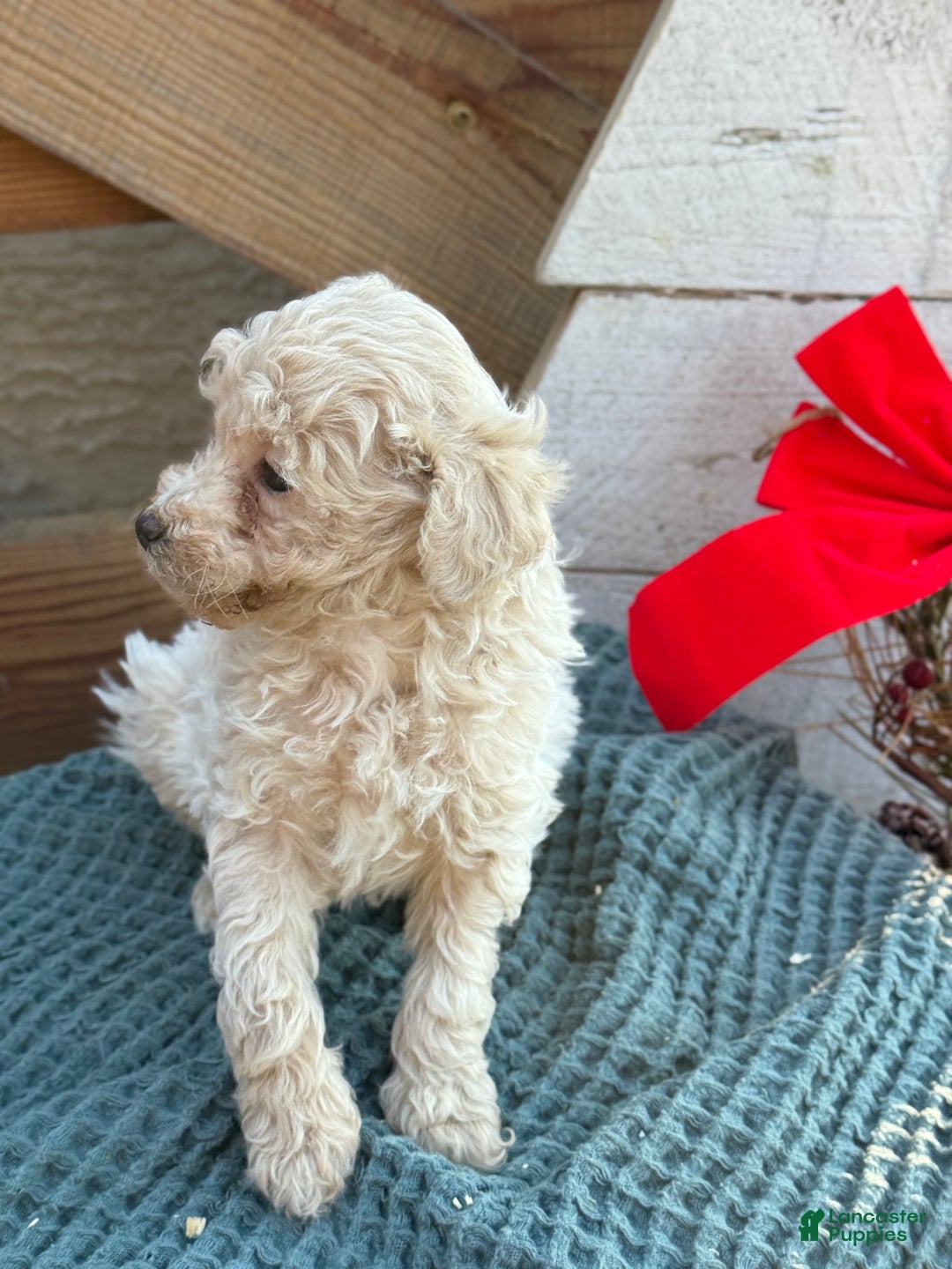 Bichpoo dogs for sale: Luca - Ad 2