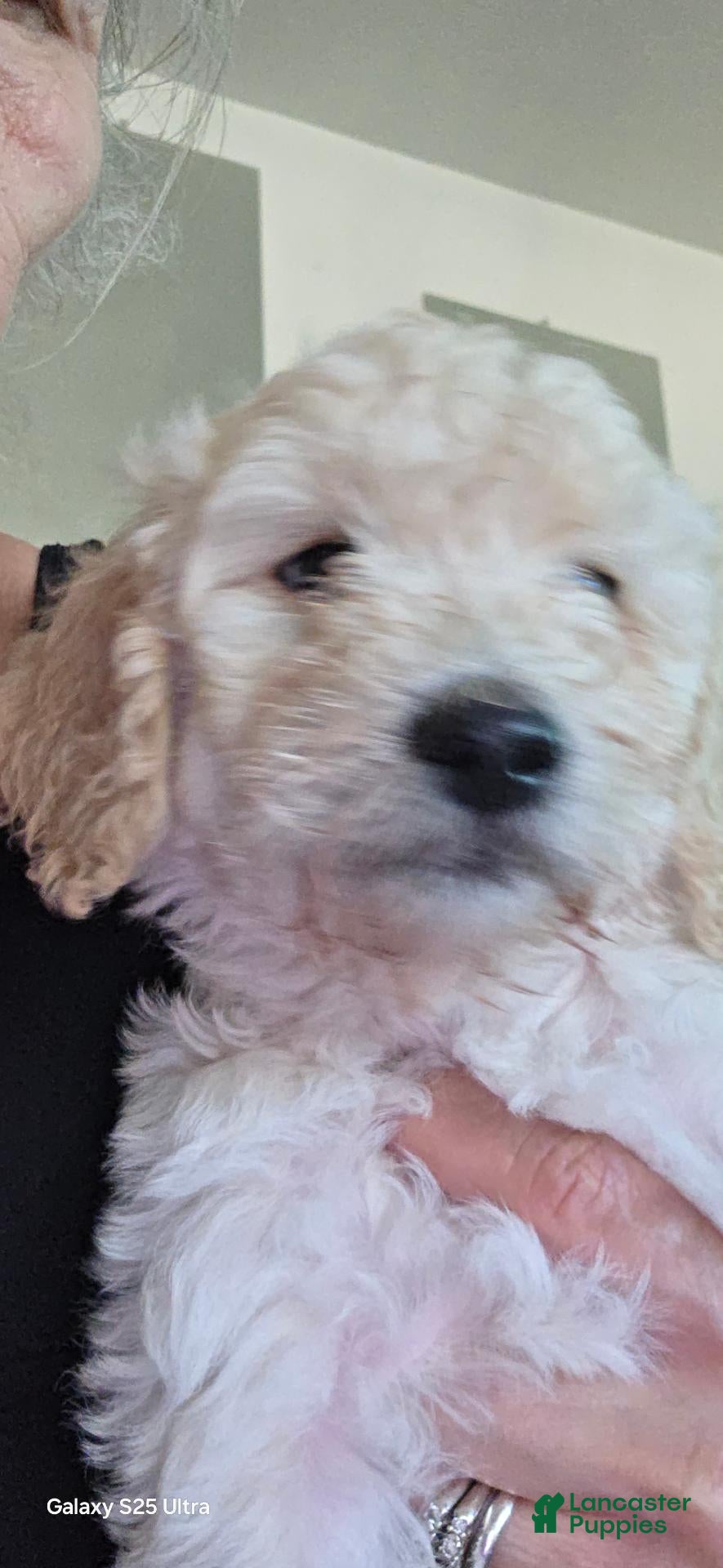 Mini Goldendoodle dogs Mini Goldendoodle 3 - Ad 1