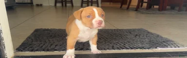 American Bully 5