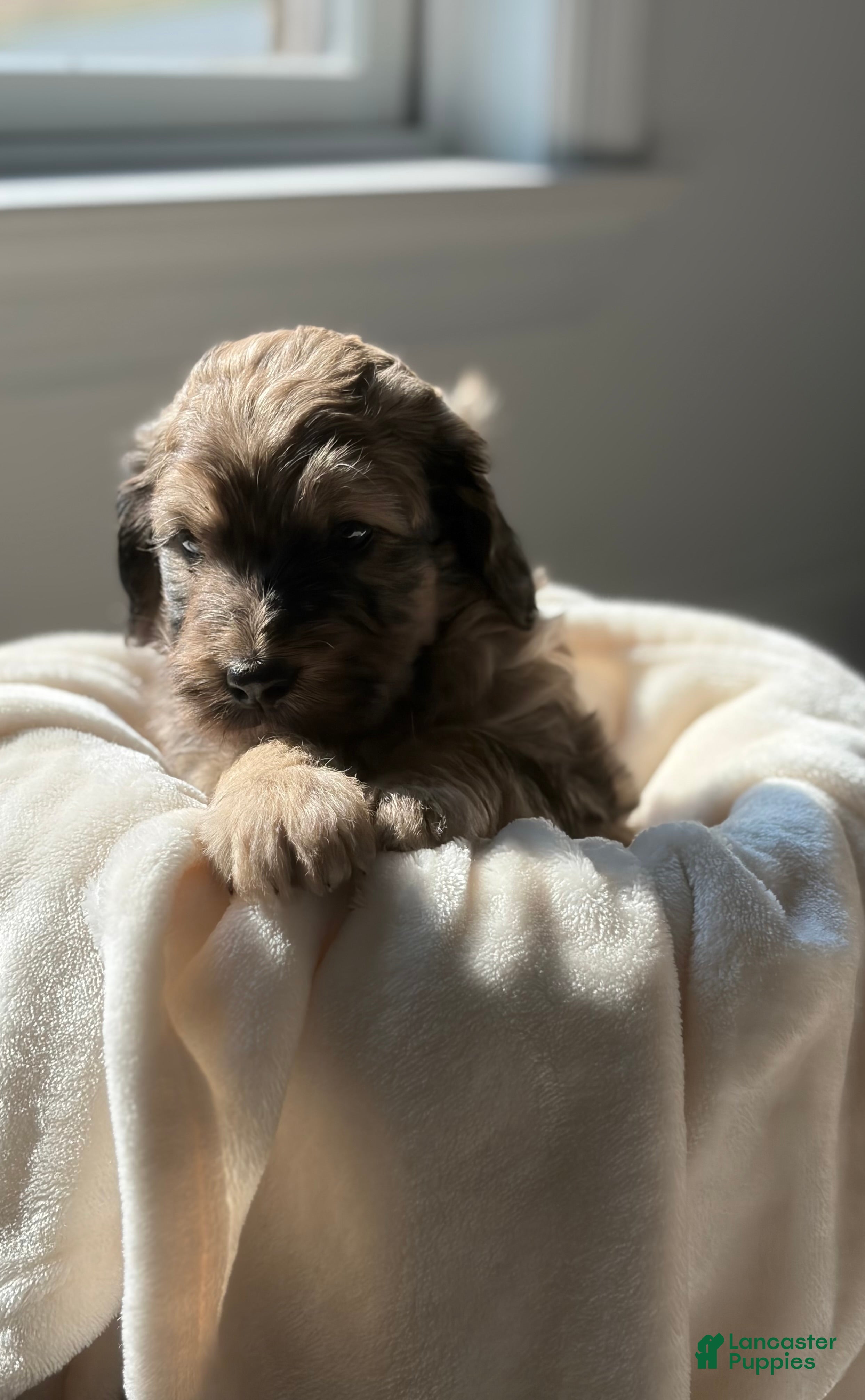 Mini Goldendoodle dogs Challenger💙🐶 - Ad 2