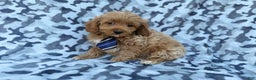 Cockapoo dogs for sale: Comet - Ad 3