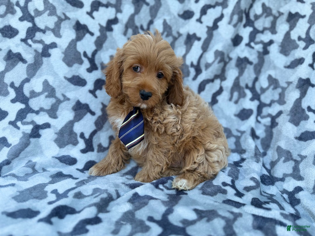 Cockapoo dogs for sale: Comet - Ad 3