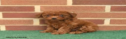 Miniature Poodle dogs for sale: Scarlet - Ad 2