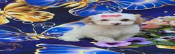 Cavapoo dogs for sale: Coral - Ad 2