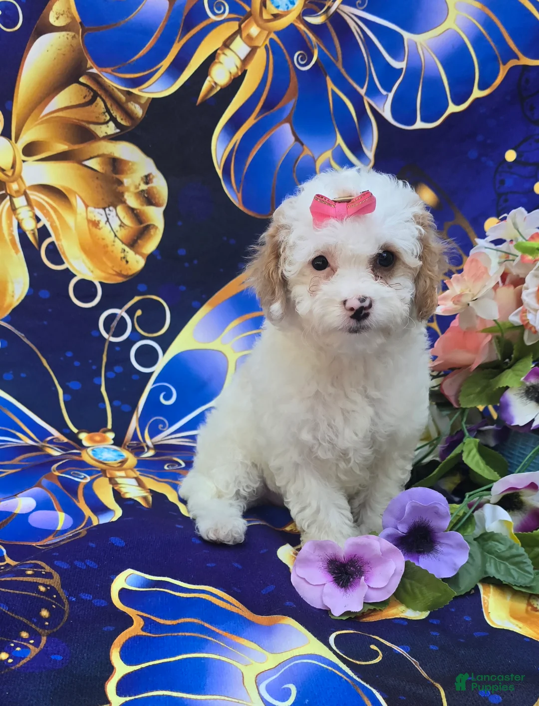 Cavapoo dogs for sale: Coral - Ad 2