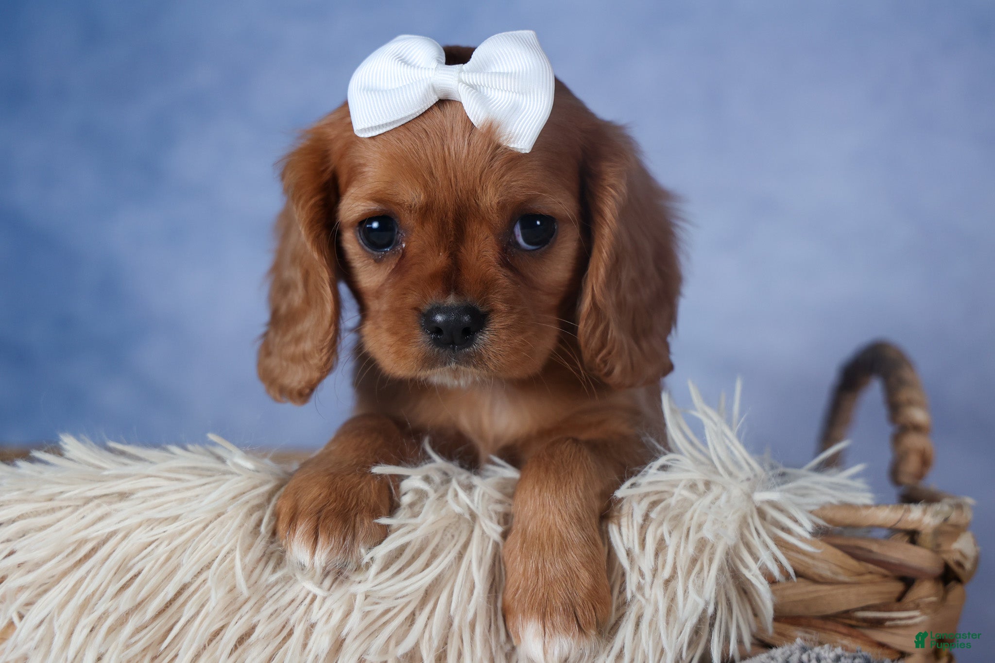 Cavalier King Charles Spaniel dogs Paisley - Ad 1