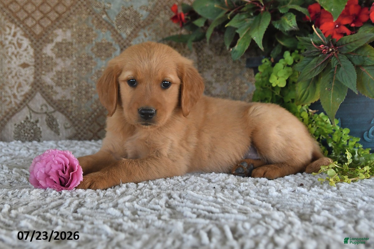 Golden Retriever dogs Jasmine - Ad 1