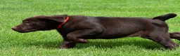 Labrador Retriever dogs for sale: Wilson - Ad 6