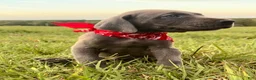 Great Dane dogs for sale: Euro Sampson  - Ad 5