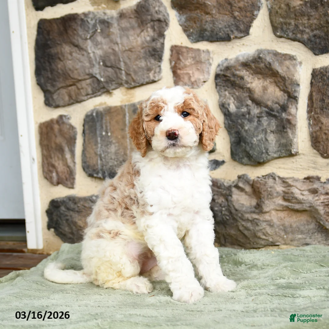 Goldendoodle dogs for sale: Jeanette - Ad 2