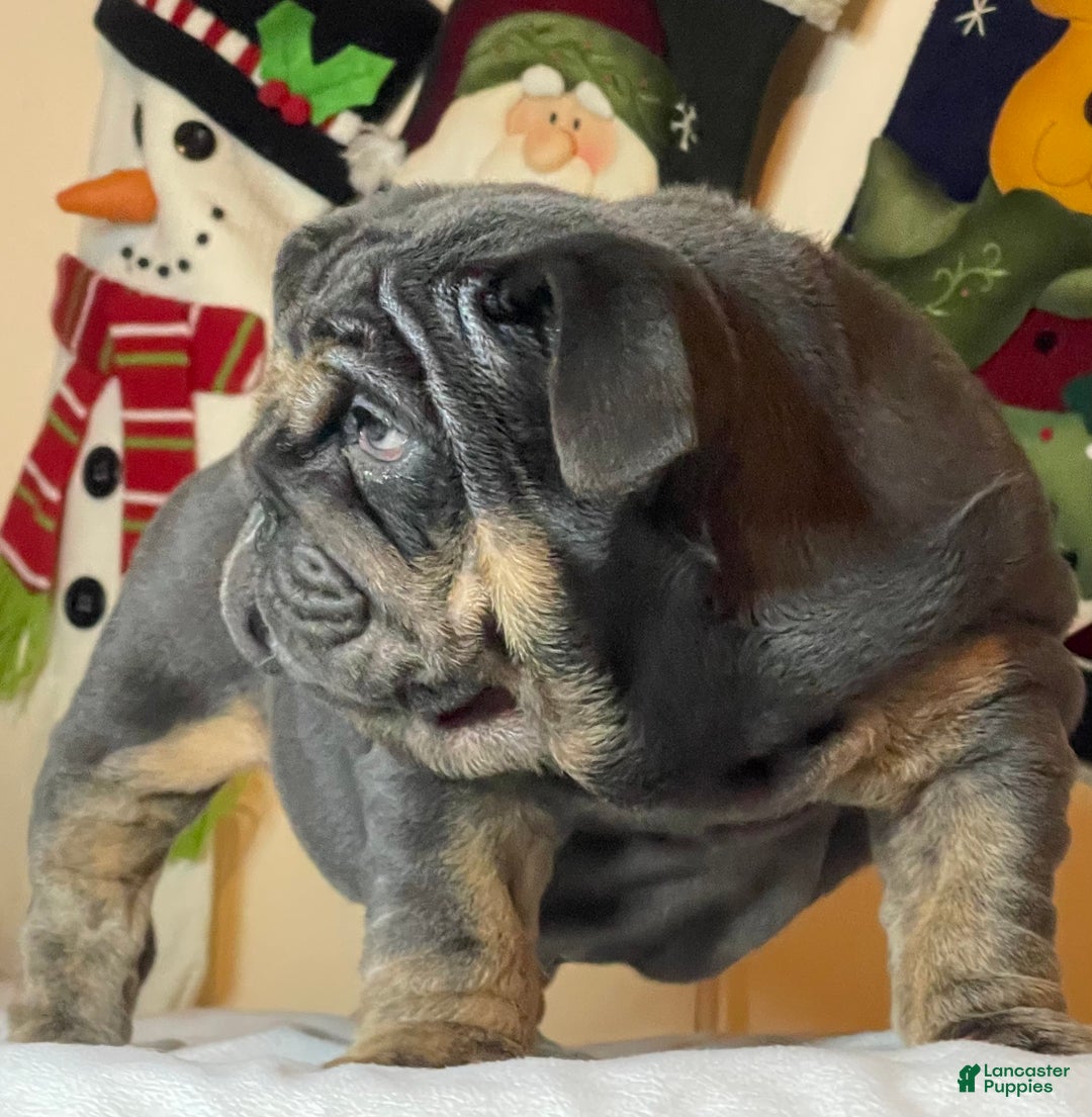 English Bulldog dogs for sale: Smoothie - Ad 5