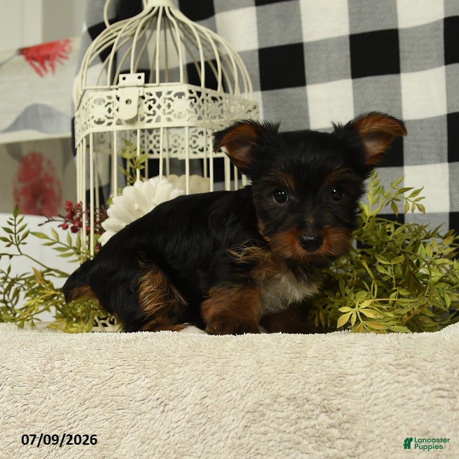 Yorkshire Terrier dogs Abby - Ad 2