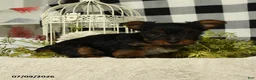 Yorkshire Terrier dogs for sale: Abby - Ad 2